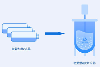 微载体培养过程